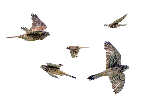 Clipped image Common Kestrel in flying on a white background.