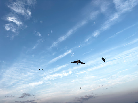 Many seagulls are flying in the sky. Autumn time in the afternoon. Shot from the bottom angle. No people.