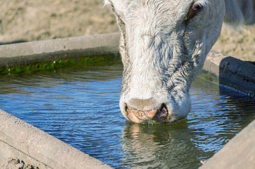 closeup of a cow's face submerged in water while drinking