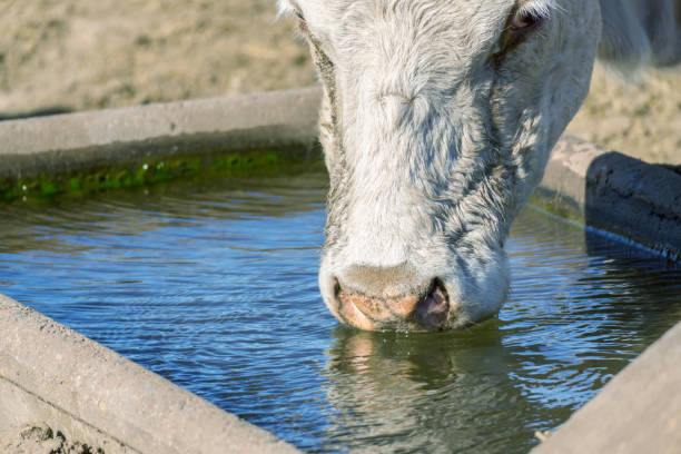 closeup of a cow's face submerged in water while drinking closeup of a cow's face submerged in water while drinking Drinking water quality standards for cows stock pictures, royalty-free photos & images