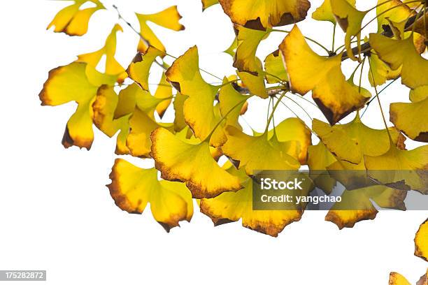 Folhas Amarelas Gingo - Fotografias de stock e mais imagens de Amarelo - Amarelo, Ao Ar Livre, Beleza