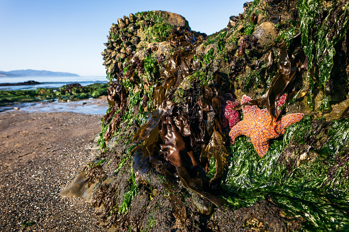 Scenic beach landscape with Ochre sea stars on the Oregon Coast.