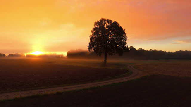 AERIAL Scenic View of Farmland with Single Tree and Rural Road in Foggy Weather at Sunrise