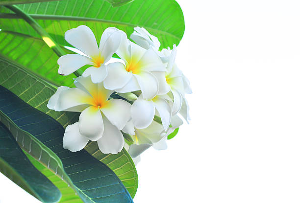 600,000+ Free Plumeria Flower Background & Plumeria Images - Pixabay
