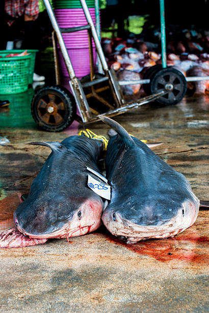 dead sharks
