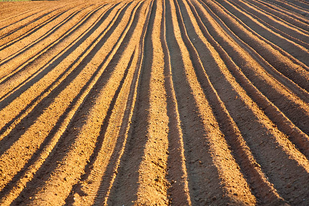 istock Background of newly plowed field 175285482