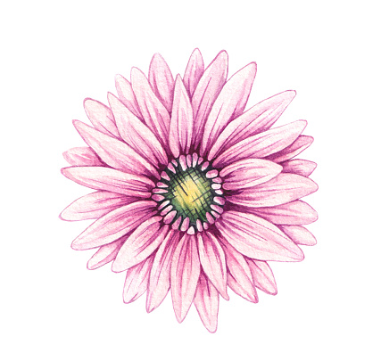 Watercolor pink gerbera flower. Isolated round gerbera flower on a white background. Plant drawn by hand isolated. Flower for cards, invitations, patterns.