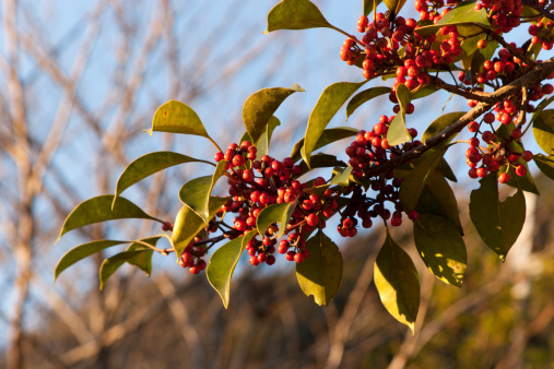 Ardisia crenata, commonly called Coralberry, is an invasive flowering plant native to East Asia. The root is used as an ingredient in traditional Chinese medicine.