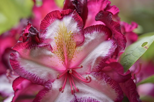 Pinke Rhododendron Blüten