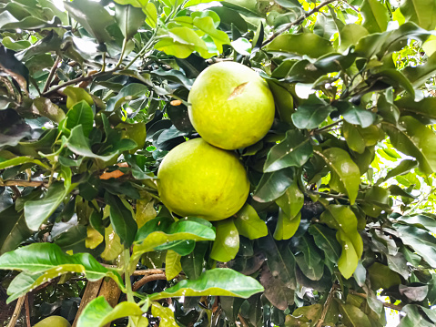 Close up the pomelo fruit (Citrus grandis) hanging on the tree. Tubtim Siam pomelo, Red pomelo is sweet, juicy and very soft.