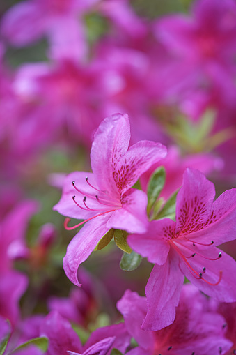 Pinke Rhododendron Blüten