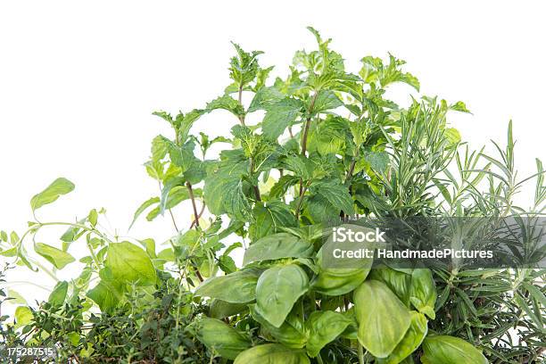 Herb Garden Isolated On White Stock Photo - Download Image Now - Basil, Bunch, Close-up