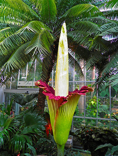 fiorente amorphophallus titanio (corpse fiore) - spadice foto e immagini stock