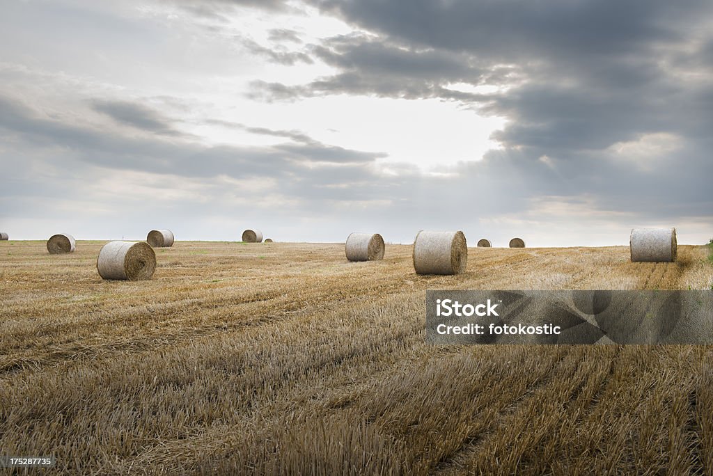Campo con bales paja - Foto de stock de Agricultura libre de derechos