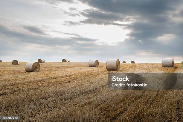 Campo Con Bales Paja Foto de stock y más banco de imágenes de Agricultura - Agricultura, Aire libre, Ajardinado