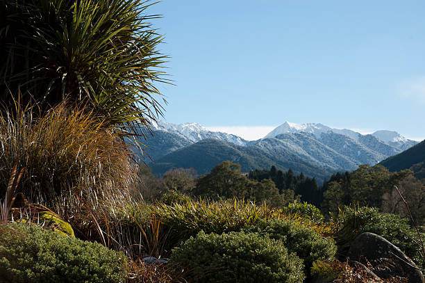 istock Cabbage trees in New Zealand Landscape 175287911