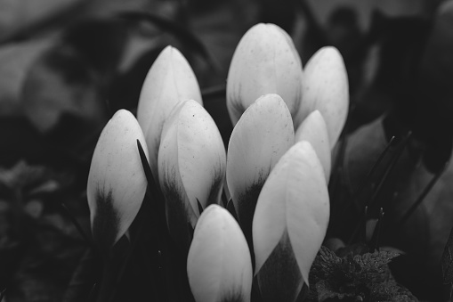 Delicate white blooming crocuses, can be used as a blurred natural background in black and whitea.