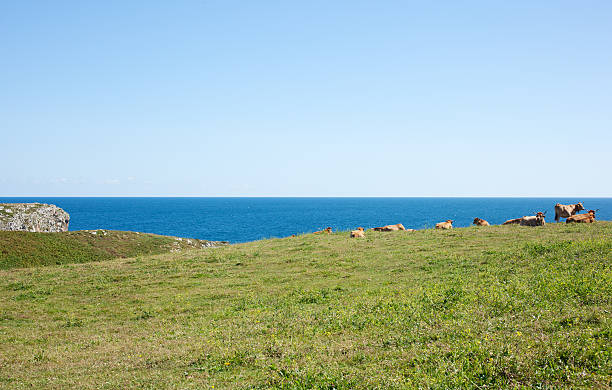 istock Herd of cows grazing 175288094