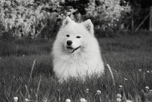 Black and white photograph of smiling and happy Samoyed pet dog sitting in grass field.