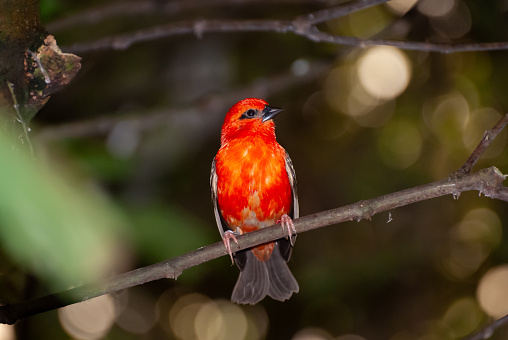 A Vermilion Flycatcher small red bird, (Potentially a Scarlet Tanager) sitting on a tree branch looking at the camera.