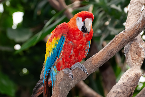 Scarlet Macaw (Ara Macao) red, yellow and blue parrot that is native to humid evergreen forests of the Americas, sitting on a tree branch looking at the camera.