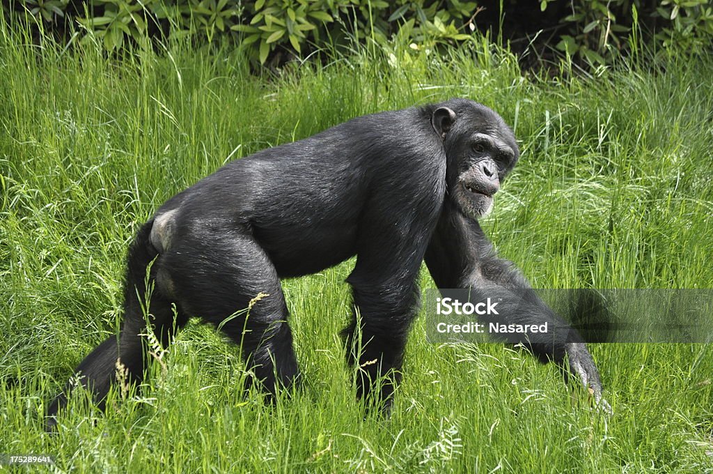 Chimpanzee Africa Stock Photo