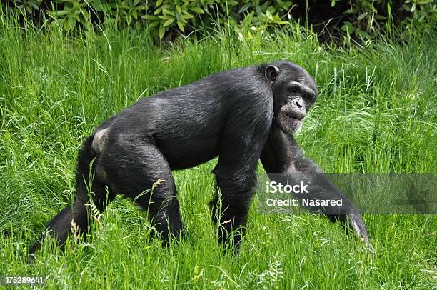 Chimpanzee Stock Photo - Download Image Now - Africa, Animal, Animals In Captivity