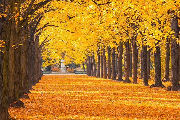 istock Autumn road and alley 175289680