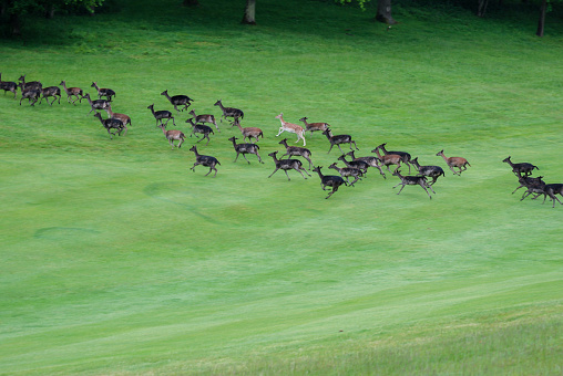 Group of fallow deer in a large group exploring the English countryside.