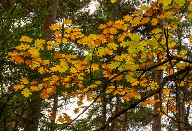 Looking up on tree branches during fall of orange and yellow oakleaves in Autumn in an English forest.