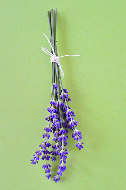 istock Bunch of lavender flowers on green background. 175290565