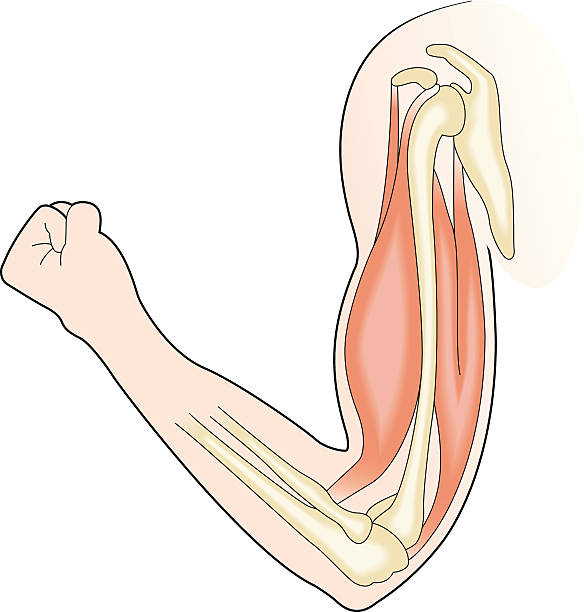 мышц, сечение векторная иллюстрация руки, прочность - sectioned stock illustrations