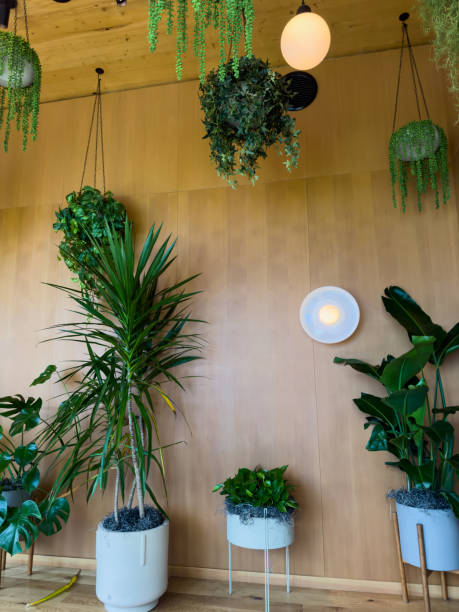 istock home plants decoration on wooden background 1752906168