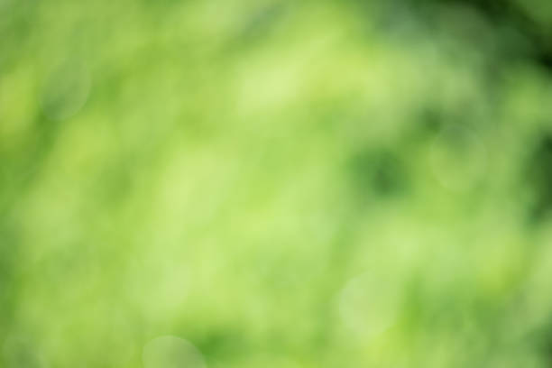istock Blurred defocus abstract background. Bokeh of tree leaves. Defocus light is natural. 1752913303