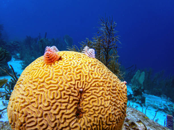 istock Caribbean coral garden 1752919362