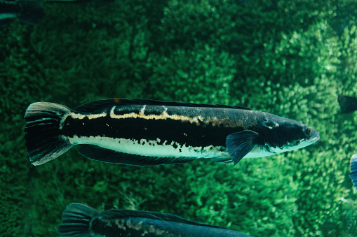 The male of three-spined stickleback (Gasterosteus aculeatus) fish in water