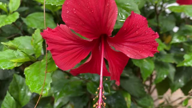 Close-up of a red hibiscus flower with drops on the petals after rain