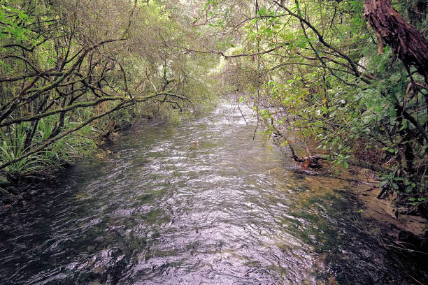 In the Golden Bay an image captured while walking the Te Waikoropupū Springs, also known as Pupu Springs and Waikaremumu Springs, which are located in Golden Bay, in New Zealand's South Island. The springs are known for the clarity of the water, and the volume of water discharged. The springs are spiritually significant to Māori people