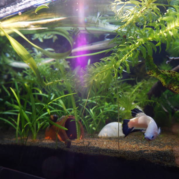istock A side view of planted aquarium with beautiful light reflection 1752923240