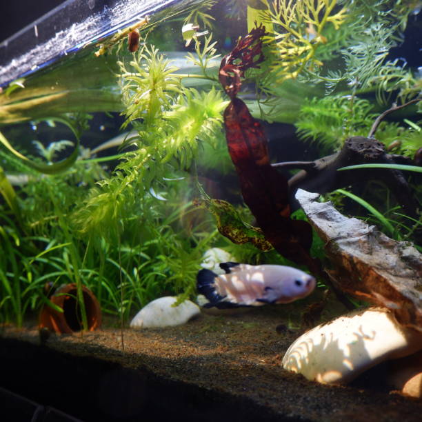 istock A side view of planted aquarium with beautiful light reflection 1752923245