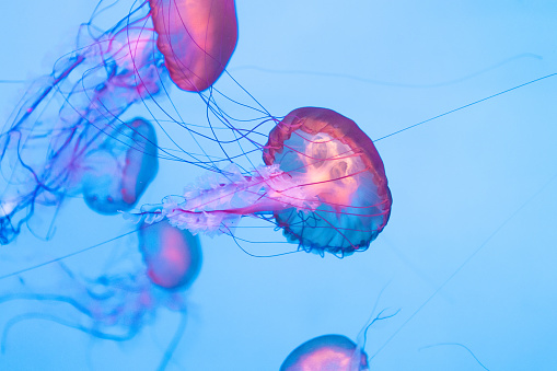 Marine jellyfish
