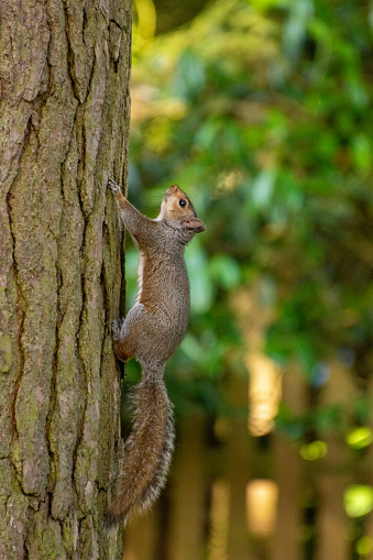 Eastern Grey Squirrel portrait climbing up a tree in English woodland.