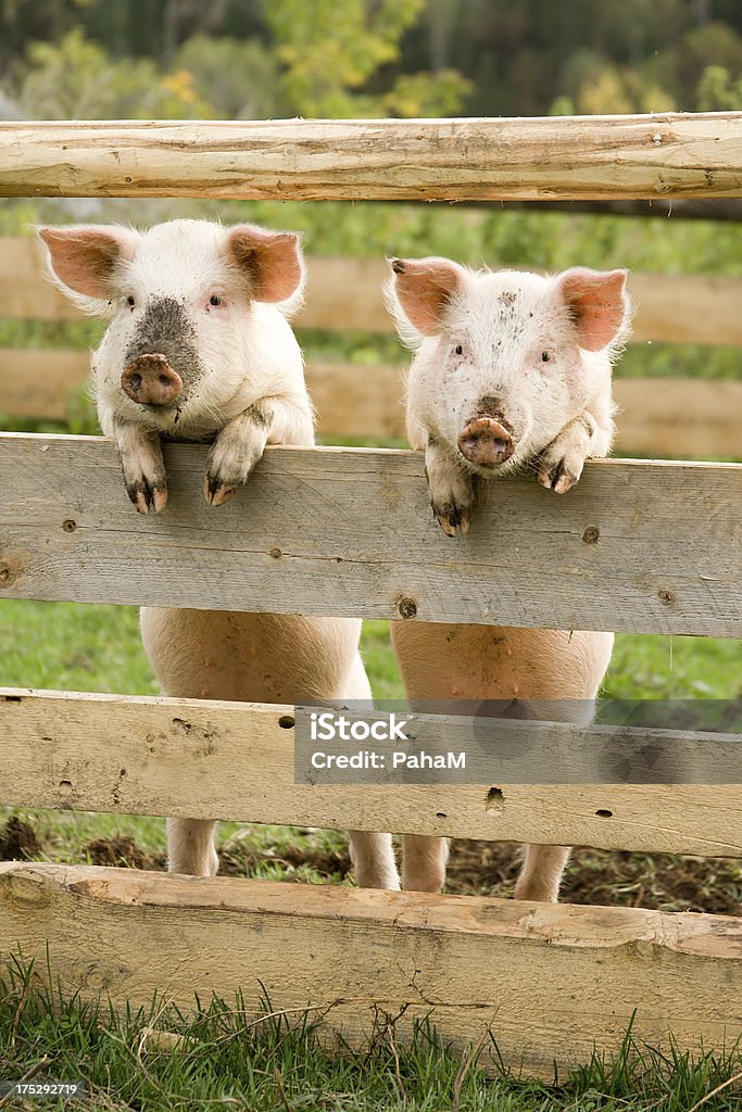 Two pigs Two pigs stand on hinder legs Pig Stock Photo