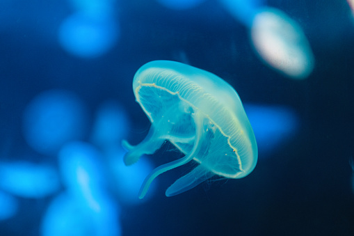 Marine jellyfish