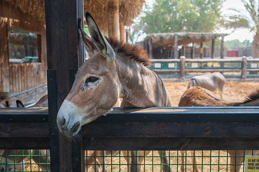 Animals in the enclosure of the farm, sunny day