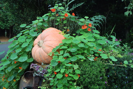 A large pumpkin put into a flower bed as harvest decorations