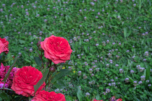Red roses and buds. Image with suitable blank space. Suitable for copy-paste applications.