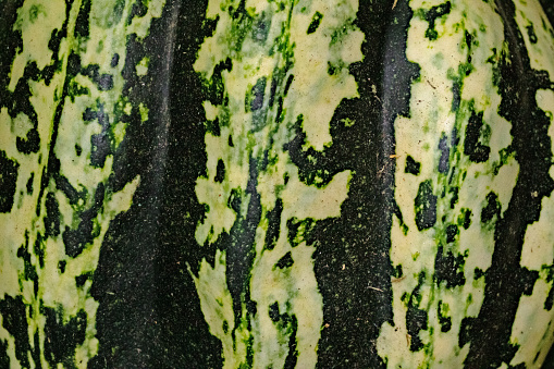 Gourd or squash in a home garden