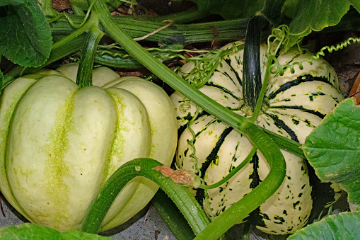 Raised bed vegetable garden with squash growing in the summer.