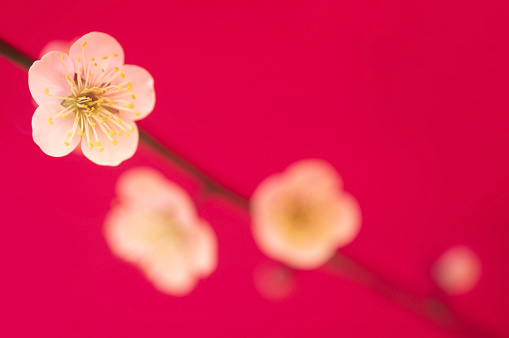 white plum blossoms  against red background